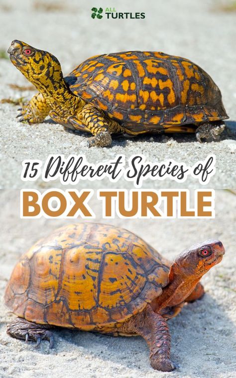 Three Toed Box Turtle, 3 Toed Box Turtle, Box Turtle Tattoo, Box Turtle Food, Different Types Of Turtles, Tmnt Au, Turtle Species, Spotted Turtle, Types Of Turtles