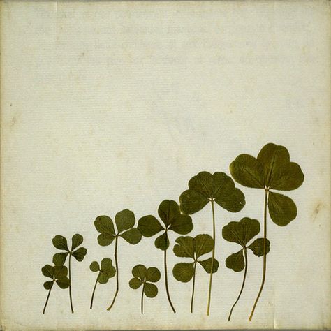 4 Leaves, Four Leaf, Pics Art, Leaf Clover, New Wall, Clover Leaf, Botanical Illustration, Pressed Flowers, Dried Flowers