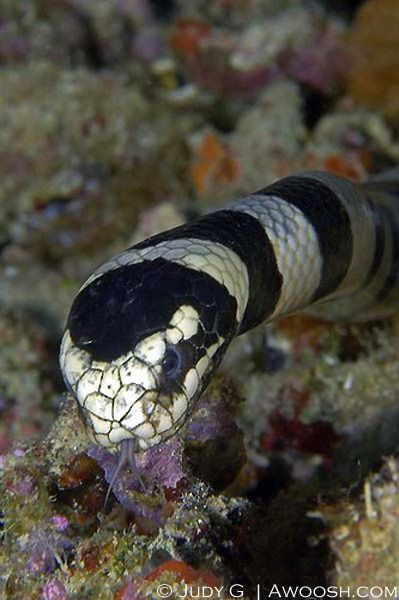 Banded Sea Krait Dangerous Snakes, Sea Krait, Scorpion Fish, Band Trip, Sea Snake, Pretty Snakes, Underwater Photographer, Beautiful Snakes, The Octopus