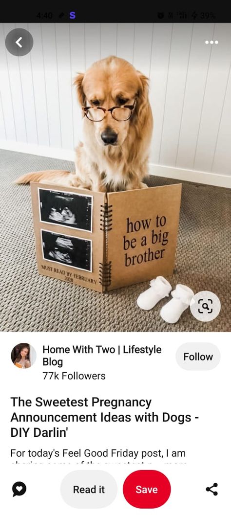 How To Be A Big Brother Dog, Big Brother Dog, Pregnancy Announcement Dog, Puppy Announcement, Big Brother Announcement, Dog Pregnancy Announcement, Promoted To Big Brother, Feel Good Friday, Pregnant Dog