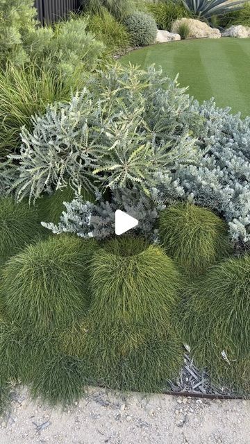 PLANT SOURCING & DELIVERY PERTH on Instagram: "Soil prep, reticulation and appropriate plant choice are the three key steps to turn a desert into an oasis 👌🏽 . 🌿Plant selection🌿   (From left to right )  🌿Lomandra Katrinus Deluxe. 🌿Banksia Ashbyi Dwarf. 🌿Eremophila Kalbarri Carpet. 🌿Casurina cousin it. 🌿Westringia Smokey.  🌿Myoporum Broadleaf. . . . #gardening #landscaping #diy #newbuild #frontyard #instagram #instagood #trendingaudio #satisfying #beautiful" Coastal Rosemary Landscape Design, Eremophila Kalbarri Carpet, Cousin It Plant, Kalbarri Carpet, Cousin It, Coastal Landscaping, Landscaping Diy, Gardening Landscaping, Garden Inspo