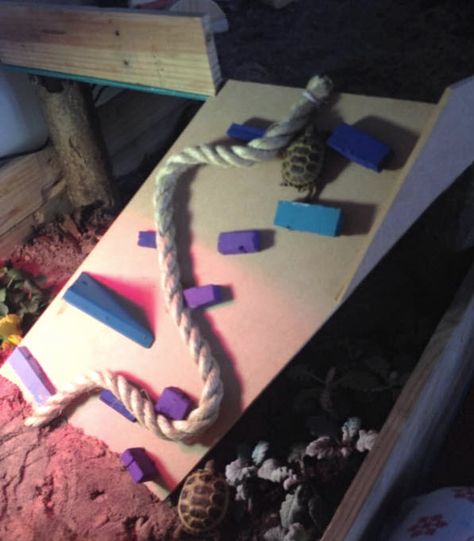 DIY Tortoise Obstacle Ramp - helping to keep your tortoise fit! PetDIYs.com Tortoise Enrichment, Russian Tortoise Diet, Tortoise Enclosure, Tortoise Care, Russian Tortoise, Tortoise Habitat, Sulcata Tortoise, Perfect Diet, Diet Guide