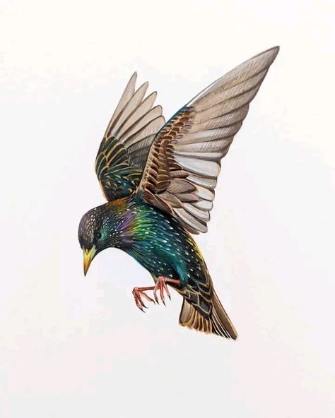 Starling Tattoo Design, European Starling Tattoo, Starling Bird Tattoo, Starling Drawing, Starling Tattoo, Blackbird Illustration, Starling House, Fancy Birds, Starling Bird