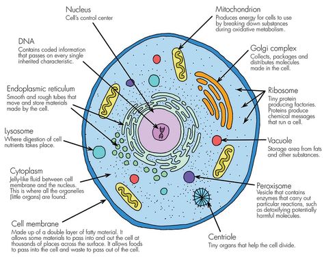 A basic, living animal cell with it’s organselles (mini organs) all working together to keep it functioning at it’s peak. Description from haleo.co.uk. I searched for this on bing.com/images Human Cell Diagram, Plant Cell Parts, Animal Cell Parts, Plant Cell Organelles, Plant Cell Labeled, Cell Parts And Functions, Plant Cell Project, Plant Cell Diagram, Plant Cell Structure