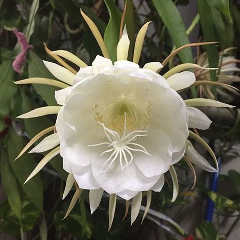 The epiphyllum oxypetalum, which is also called the 'Queen of the Night' cactus, is a perennial that can grow to be up to 10 feet tall. It grows in hardiness zones 10 and 11, and it is a succulent plant that uses other plants for support. These plants are unique because they bloom for one night, and they fill your home with a sweet smell that you will notice right away when you wake up. In this guide, I have established some tips that will help you grow this plant. It is not difficult to grow, b Lady Of The Night Plant, Queen Of The Night Cactus, Queen Of The Night Plant, Twilight Cleric, Green Toes, Epiphyllum Oxypetalum, Wijaya Kusuma, Pitaya Fruit, Cactus House