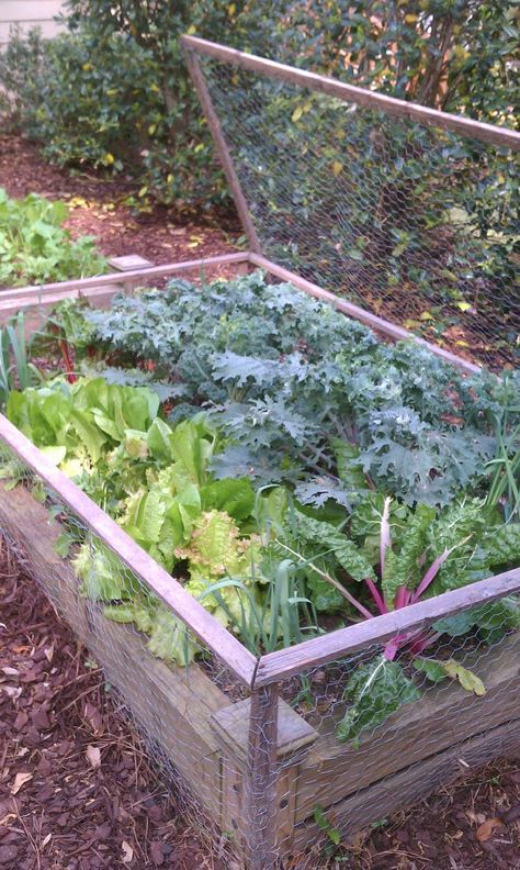 Deer Resistant Garden, Salad Box, Vegetable Garden Raised Beds, Building A Raised Garden, Veg Garden, Pallet Garden, Have Inspiration, Chicken Wire, Garden Boxes