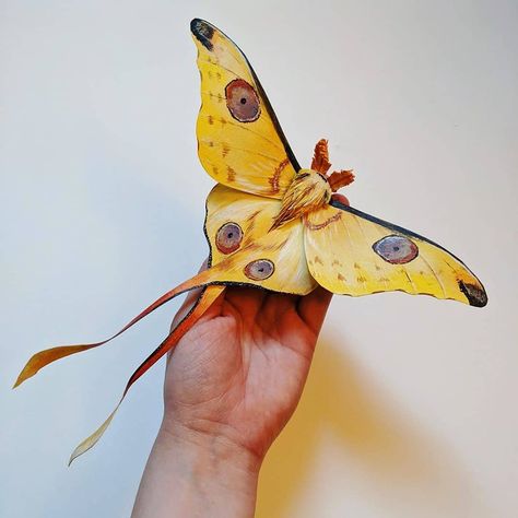 Paper Moth, Comet Moth, Moth Species, Cute Moth, Cool Insects, Moon Moth, Cool Bugs, Paper Sculptures, Paper Butterflies