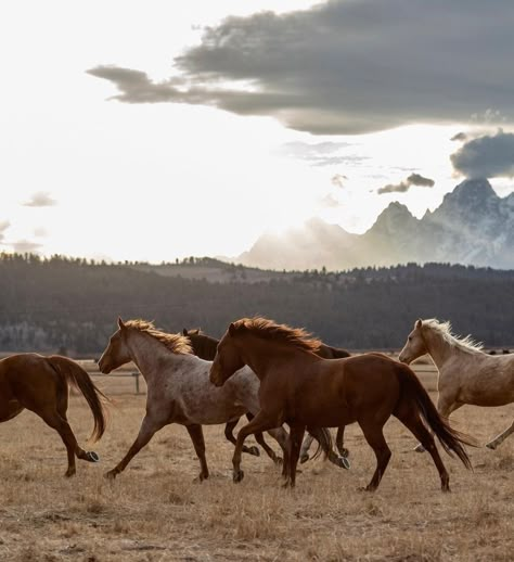 Diamond Cross Ranch, Cowboy Photography, Faster Horses, Wyoming Cowboys, Cowgirl Magazine, Western Photography, Western Life, Horse Aesthetic, Horse Ranch