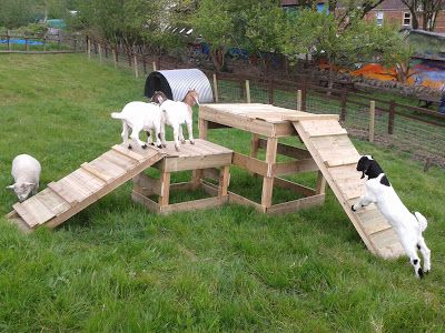 Carvings with Stories: Making a goat play ramp structure at Boiling Wells for St Werburghs City farm Goat Building Ideas, Goats And Horses Together, Goat Structures Play Areas, Pallet Goat Playground, Goat Climbing Ideas, Dog Climbing Structure, Dog Play Structure, Goat Platform Ideas, Goat Play Area