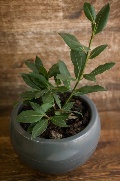 Bay Leaf Plant, Tree Propagation, Propagation Plants, Plant Companions, Propagation Methods, Bay Leaf Tree, Bay Trees, Petunia Flowers, Seed Raising