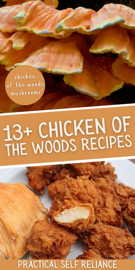 13+ Chicken of the Woods Mushroom Recipes - Learn how to make all kinds of easy fall recipes with the chicken of the woods mushroom. It's the perfect vegan meat substitute that actually tastes a lot like chicken! Vegan Chicken Of The Woods Recipe, Chicken In The Woods Mushroom, Chicken In The Woods Recipe, Hen Of The Woods Mushroom Recipes, Mushroom As Meat Substitute, Foraged Mushroom Recipes, Fall Mushroom Recipes, Chicken Of The Woods Soup, Mushroom Meat Substitute Recipes