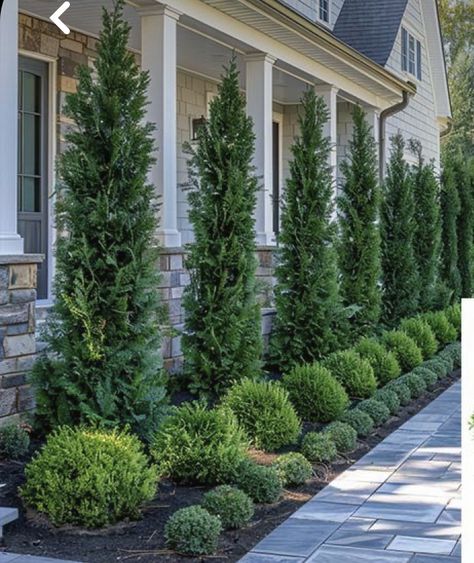 Landscape With Arborvitae, Arborvitae And Boxwood Landscaping, Large Property Landscaping, Minimal Landscape Design Front Yards, Front Yard Hedge Fence, Arborvitae Corner Landscaping, Box Woods Landscaping, Trees Lining Fence, Year Round Landscaping