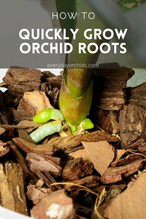 Orchid Propagation, Orchids Care, Phalaenopsis Orchid Care, Repotting Orchids, Orchids In Water, Indoor Orchids, Orchid Fertilizer, Orchid Plant Care, Orchid Roots