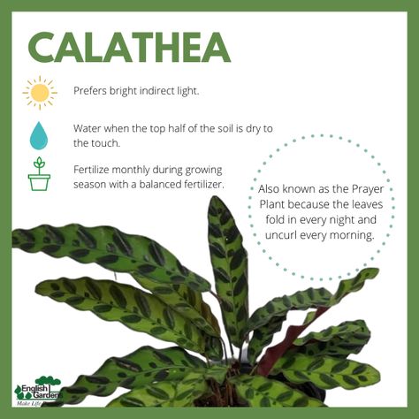 House Tree Plants, Indoor Forest, Plant Advice, Calathea Lancifolia, Best Bathroom Plants, Bright Indirect Light, Cat Safe Plants, Diy Container Gardening, Plant Tips