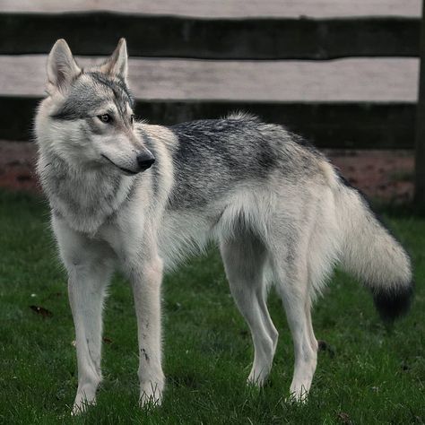 Look at her fluffy tail❤🐺 #tamaskandog #tamaskanofinstagram #tamaskan #lovewolves #lowcontentwolfdog #wolfphotography #wolf #wolfy… Mid Content Wolfdog, Czech Wolfdog, Tamaskan Dog, Story References, Czechoslovakian Wolfdog, Wolf Tail, Wolf Colors, Wolf Hybrid, Fluffy Tail