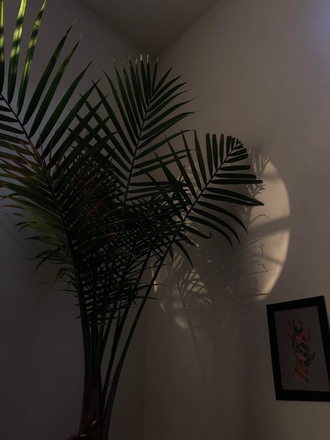 Palm Tree In Bedroom, Palm Tree Room Decor, Palm Tree Bedroom, Miami Beach House, Emo Room, Palm Tree Lights, Indoor Palm Trees, Majesty Palm, Mini Palm Tree