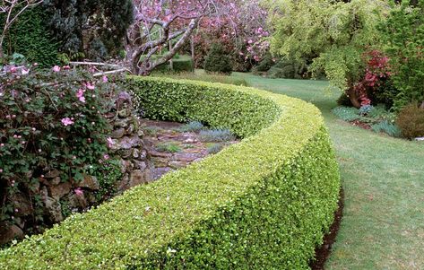 How to Grow Lush Boxwood Hedges Worthy of Your Gardengoodhousemag Gem Boxwood, Baby Gem Boxwood, Boxwood Shrub, Boxwood Shrubs, Box Hedge, Japanese Boxwood, Boxwood Landscaping, Low Growing Shrubs, Box Hedging