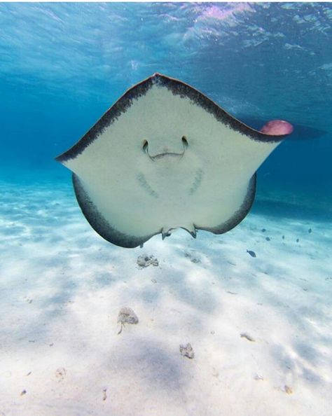 Marine Life Pfp, Silly Stingray, Aesthetic Stingray, Stingray Face, Stingray Aesthetic, Sea Animals Cute, Cute Stingray, Wonder Pets, Manta Rays