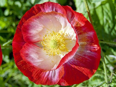 Shirley Poppy, Butterfly Garden Plants, Flower Red, Poppy Flowers, Annual Flowers, Flower Nature, Most Beautiful Flowers, Poppy Seeds, Photos Hd