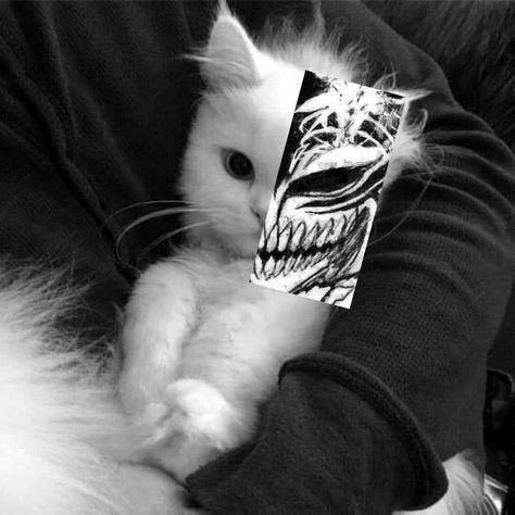 zxcat Punk Cats, Cat Profile, Cute Cats Photos, Cat Icon, Cute Profile Pictures, Silly Cats, Cute Selfie Ideas, Horror Art, Cat Photo