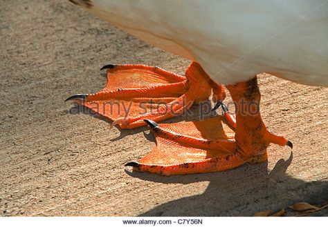 duck feet - Stock Image Zbrush Monster, Duck Photography, Webbed Hands, Feet Drawing, Duck Feet, Animal Reference, Structure Architecture, Image Vector, Bird Garden