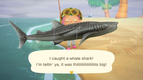 Animal Crossing #sharkseason #whaleshark Animal Crossing Shark, Cute Shark, Hammerhead Shark, Whale Shark, Sharks, Animal Crossing, Animals, Quick Saves