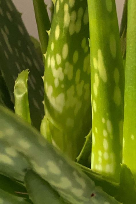 Aloe Vera Aesthetic Photography, Aloe Vera Plant Aesthetic, Aloe Vera Photography, Green Skincare Aesthetic, Aloe Vera Aesthetic, Aloe Aesthetic, Skincare Aesthetic Photography, Aesthetic Bright, Hair Ingredients