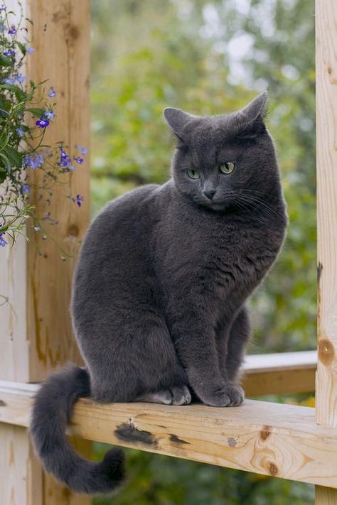 Chartreux Cat, Söt Katt, Russian Blue Cat, Gray Cat, A Black Cat, Haiwan Peliharaan, Russian Blue, Domestic Cat, Blue Cats