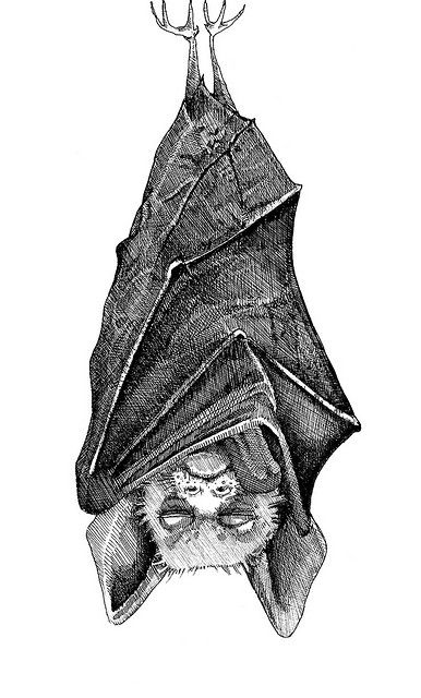 sleepy bat pictures | sleeping bat | Flickr - Photo Sharing! Bat Sketch, Bat Clip Art, Cartoon Bat, Bat Art, Bat Tattoo, Creepy Tattoos, Drawing Examples, Afrocentric Art, Dark Tattoo