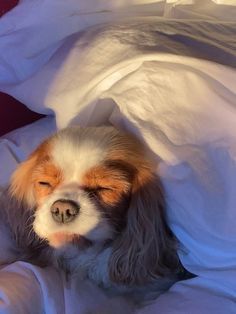 Puppies Cute, Beautiful Dog, Animals Cute, Cavalier King, Cavalier King Charles, King Charles, Spaniel, Fur Babies, Cute Dogs