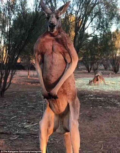 Kangaroo Monty is the buff ‘alpha male’ who flexes his ripped muscles at Alice Springs sanctuary | Daily Mail Online Jacked Kangaroo, Muscular Kangaroo, Buff Kangaroo, Male Kangaroo, Skippy The Bush Kangaroo, Ripped Muscle, Australia Kangaroo, Alice Springs, Farm Heroes