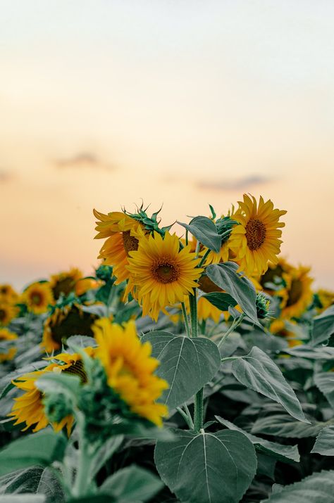 White Iphone Background, Beautiful Hd Wallpapers, Sunflower Iphone Wallpaper, Growing Sunflowers, Sunflower Images, Feather Wallpaper, Sunflower Pictures, Flower Wallpapers, Sunflower Wallpaper