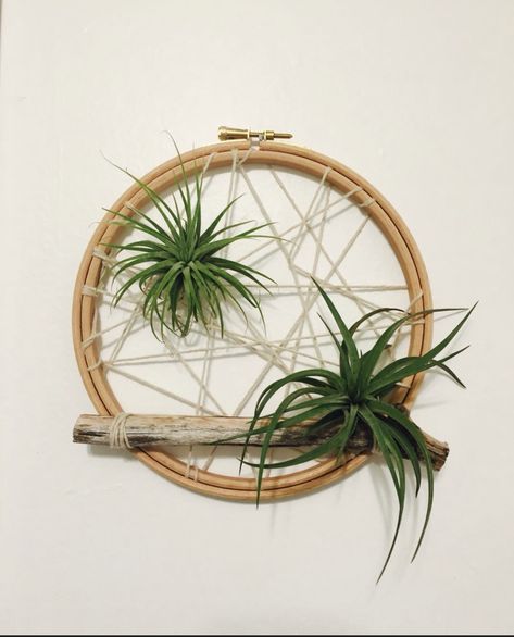 Air Plants Diy, Air Plant Wall, Airplant Wall, Plant Display Ideas, Air Plants Decor, Plant Wall Art, Plant Wall Decor, Air Plant Display, Plant Decor Indoor