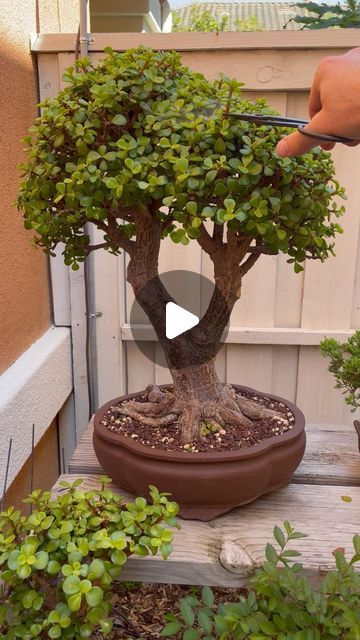 15 second trim 🌳 #bonsai #bonsaitree #bonsailovers #plants #plantlovers #gardening #garden #nature #art #design #dwarfjade #dwarfjadebonsai | Instagram Bonsai Pots Ideas, Jade Plant Bonsai, Tree Types, Pot Bonsai, Jade Bonsai, Planting Plants, Jade Tree, Bonsai Tree Types, Bonsai Ideas