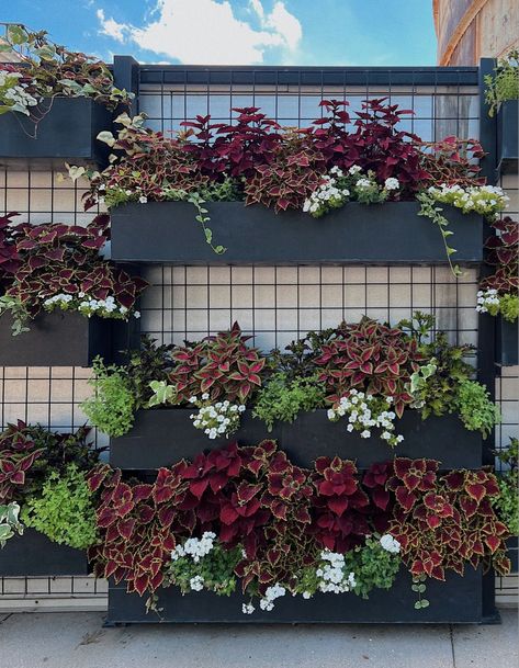 flower wall, garden inspo Flower Wall Garden, Wall Planters Outdoor, Planters Outdoor, Vegetable Boxes, Wall Planters, Garden Inspo, Aesthetic Decor, Wall Garden, Wall Planter