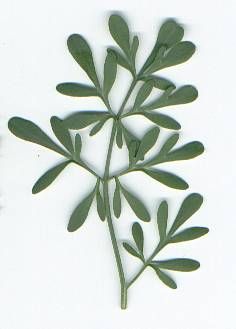 Ruta graveolens: Rue leaf . The Spanish name for Rue is Ruda. Known as the Herb of Grace. Ruta Graveolens, Grace Tattoos, Cat Plants, Stencil Printing, Plant Tattoo, Blue Garden, Healing Herbs, Plant Illustration, Medicinal Herbs