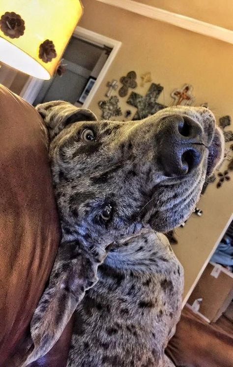 Great Dane Aesthetic, Cute Great Dane, Great Dane Puppies, Pet Anime, Best Dog Names, Silly Face, Tattoo Animal, Dane Puppies, Great Danes