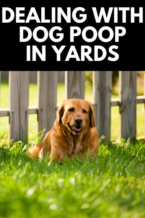 How To Keep Dogs From Pooping In My Yard, Dog Poop Disposal Backyard, Dog Poop Area, Dog Backyard, Dog Pooper Scooper, Pee Smell, Dog Yard, Dog Potty Training, Dog Potty