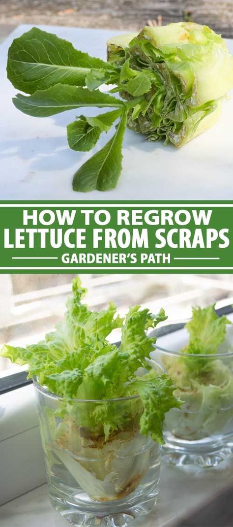 Regrowing Lettuce In Water, How To Regrow Lettuce In Water, Growing Lettuce In Water, Grow Lettuce From Scraps, How To Grow Lettuce Indoors, Growing Lettuce From Scraps, Planting Lettuce From Scraps, How To Regrow Lettuce, Regrow Lettuce