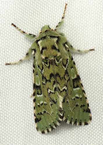 Such a beautiful, licheny green to this moth, known as The Joker (Feralia jocosa). I haven't been able to figure out the story behind the common name. I know jocosa means "playful" but this species never seems particularly playful when I encounter it (in fact specimens seem docile and stay quite still) :-). Maybe someone else out there knows? Bug Wings, Green Bug, Cool Insects, Types Of Insects, Moth Caterpillar, Cool Bugs, Flying Insects, Beautiful Bugs, Creepy Crawlies