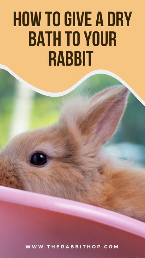 Is your pet getting a little smelly? Here's how you can give them a dry bath using things you probably have at home. This is a great way to keep your pet clean without using water. Pet Bunny, How To Give, Your Pet, Rabbits, Small Pets, At Home, Bath, Pet, Water