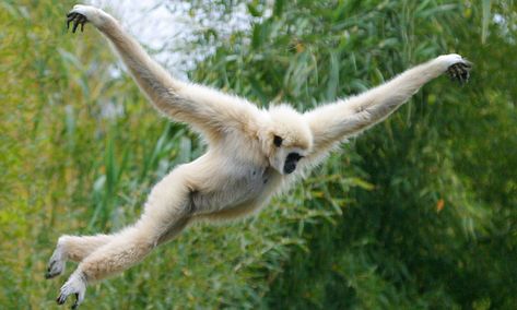 Jumping secrets of gibbons revealed: It's all in a fluid crouch-and-lunge technique Birds With Arms, Monkey Jump, Slow Loris, Spider Monkey, Great Ape, Monkeys Funny, Animal Sanctuary, Baboon, Tropical Rainforest