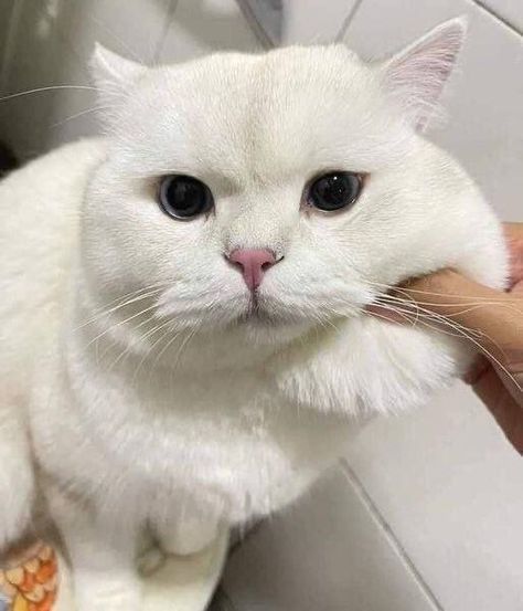 Chubby Cat, Dior Girl, Munchkin Cat, British Shorthair Cats, Cat Cute, Cute Kitten, British Shorthair, Pet Life, Cute Cats And Dogs