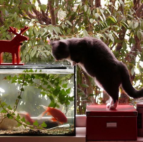 Fishtank Cat Vs Dog, Cat Watch, Cat Climbing, Cat Supplies, Cat Playing, Silly Cats, Cats Meow, All About Cats, Koala Bear