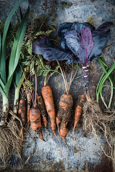 Nathalie Marquez Courtney - food Vegetable Photography Food Styling, Vegetable Photos, Organic Food Photography, Veggie Farm, Harvest Photography, Vegetable Photography, Earth Food, Fresh Carrots, Vegetables Photography