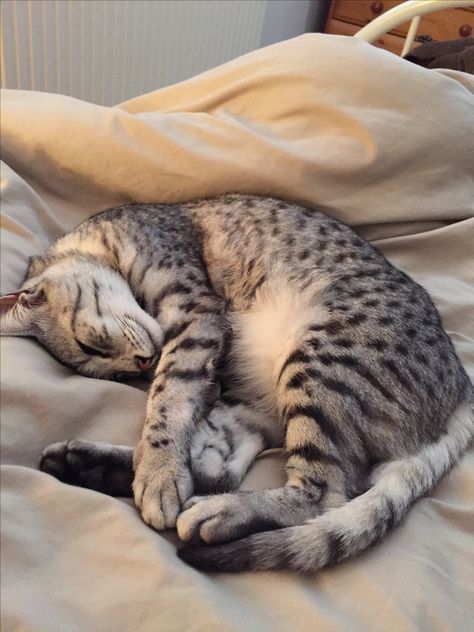 Silver Egyptian Mau, Egyptian Mau Kitten, Egyptian Mau Cat Aesthetic, Egyptian Mau Cat, Biggest House, Mau Cat, Big House Cats, Egyptian Mau, Dream's Cat