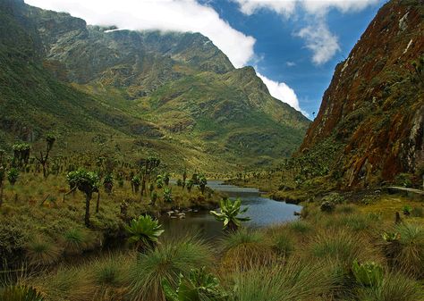 Lobelia Flowers, Uganda Travel, Travel Africa, African Travel, Trail Hiking, Safari Travel, Hiking Routes, Vacation Mood, Tropical Rainforest