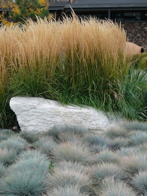 Elijah Blue Fescue, Grassy Landscape, Festuca Glauca, Tall Grasses, Blue Fescue, Grasses Landscaping, Grasses Garden, Landscape Designs, Have Inspiration