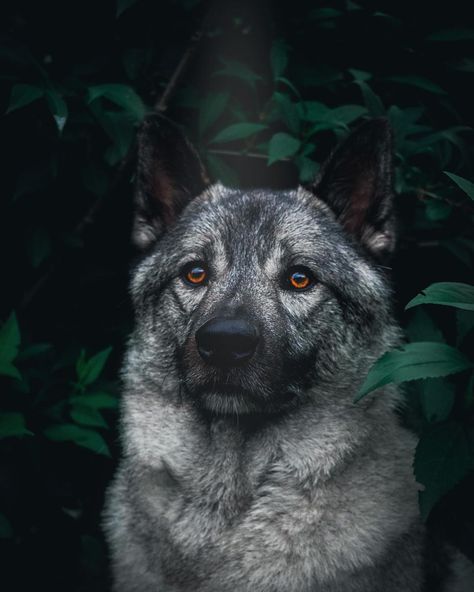 Norwegian Elkhound Aesthetic, Norwegian Elk Hound, Norwegian Elkhound Puppy, Norweigen Elkhound, Nordic Moodboard, Elkhound Norwegian, Elkhound Puppies, Norwegian Elkhounds, Norwegian Men