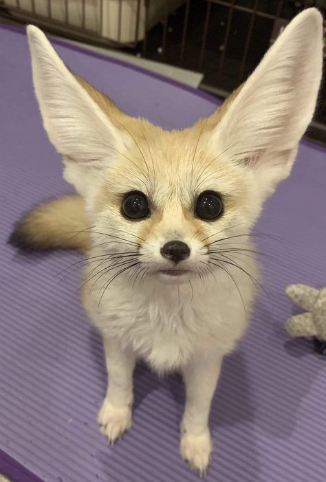 Cute Fennec, Zorro Fennec, Fox Couple, Fox Bat, Cute Foxes, Fennec Fox, Pet Fox, Cool Animals, Pretty Animals